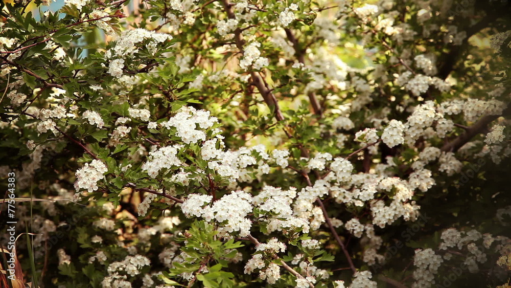 Tree blooming in spring Tree blooming in spring