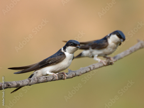 Common house martins photo