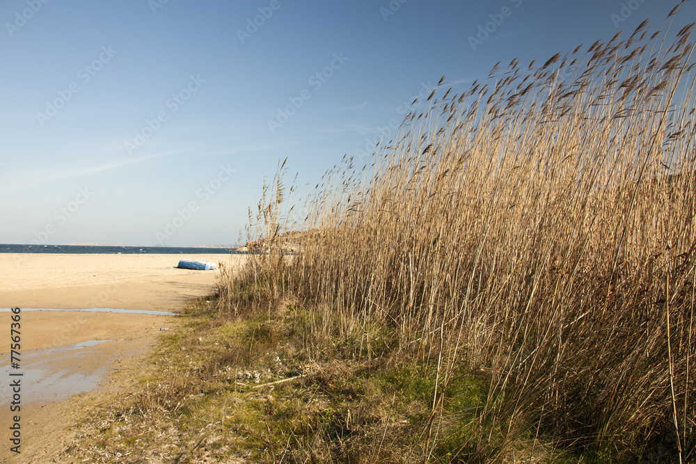 Sardegna: vegetazione selvaggia sulla spiaggia Sardegna: vegetazione selvaggia sulla spiaggia