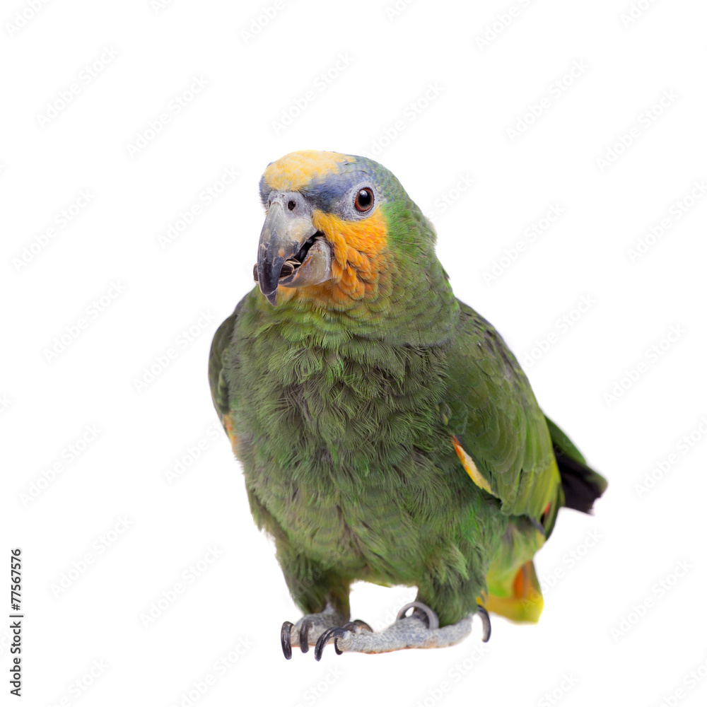 Obraz premium Orange-winged amazon on white background