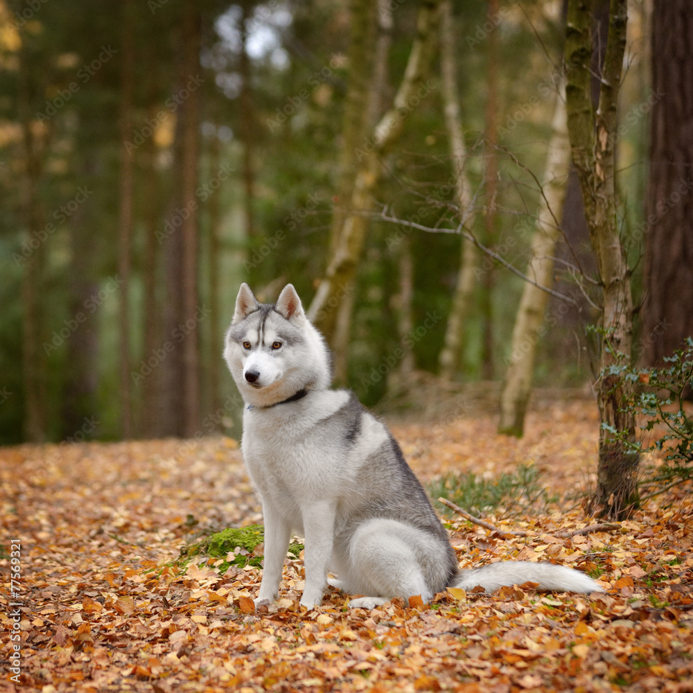 Obraz premium Siberian Husky