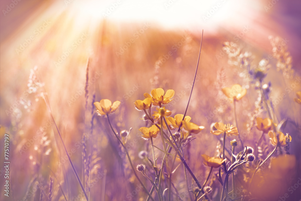 Little yellow flowers in meadow