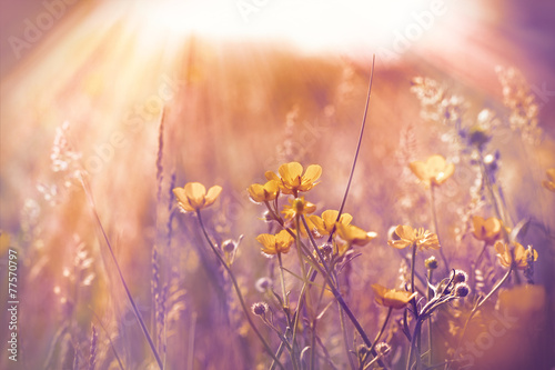 Little yellow flowers in meadow © PhotoIris2021