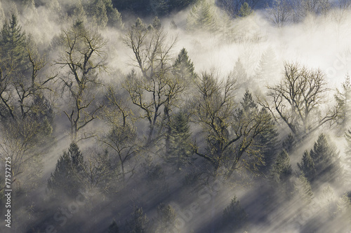 Sun Rays Beaming Through the Mist in Forest