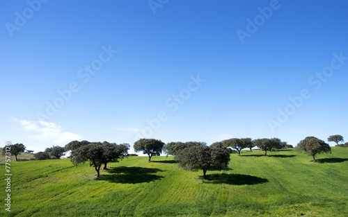 oak trees in field of alentejo,Portugal