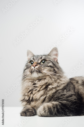 Cute cat looking away © StockPhotoPro