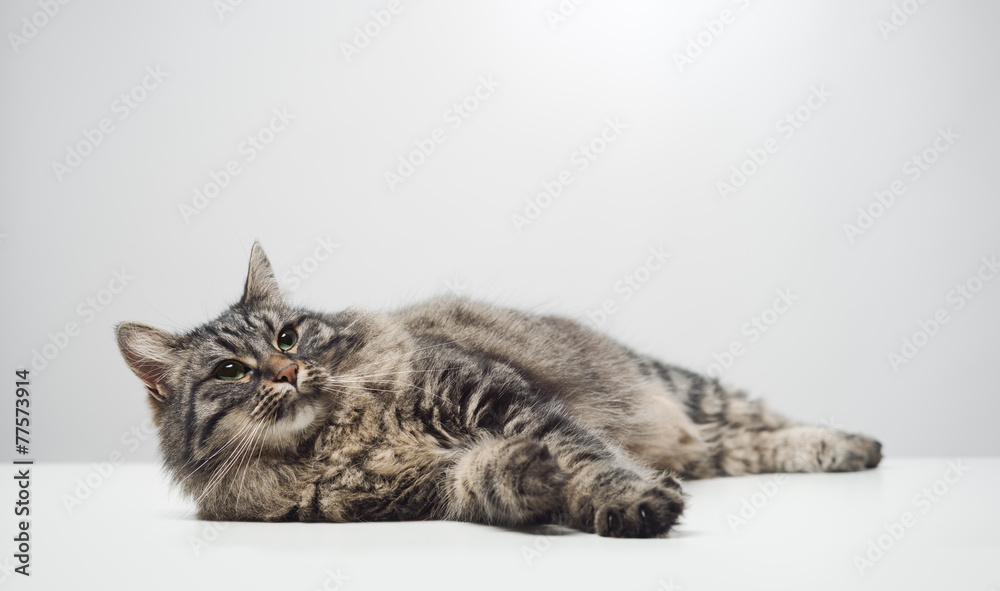 Obraz premium Lazy cat napping