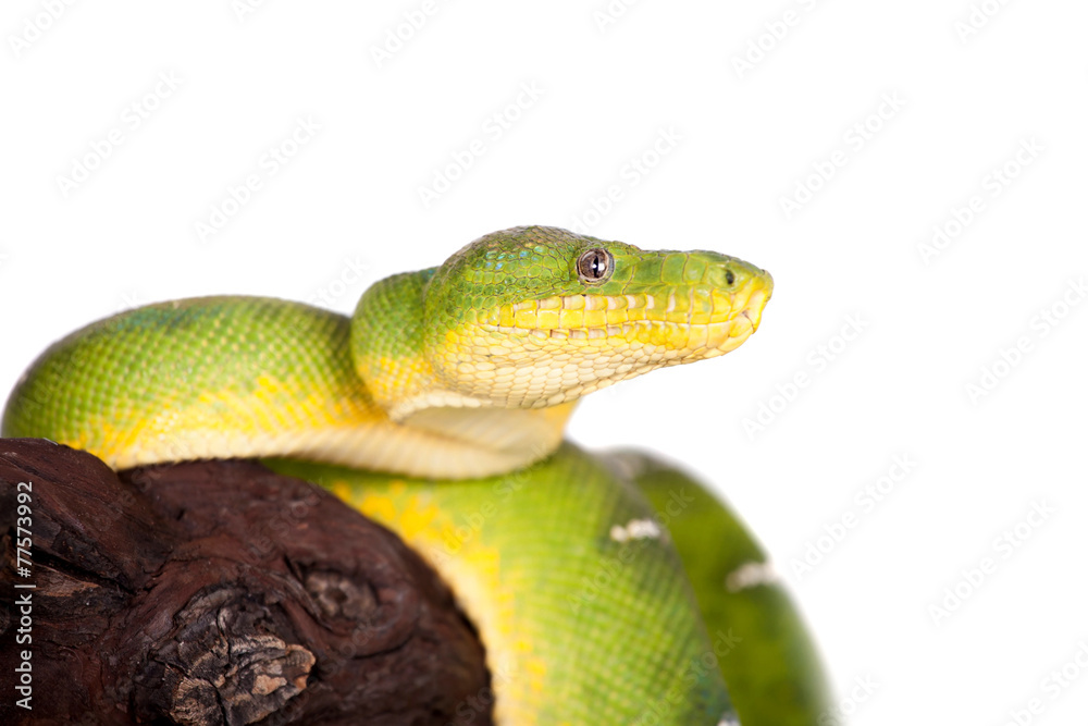 Obraz premium Emerald tree boa isolated on white background