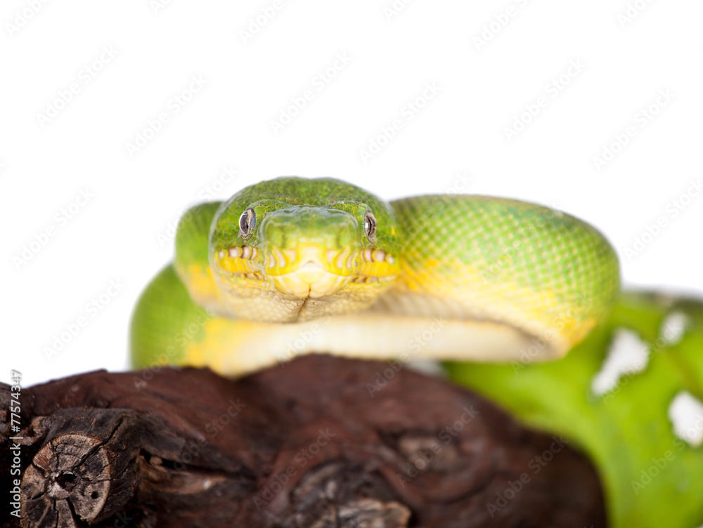 Fototapeta premium Emerald tree boa isolated on white background