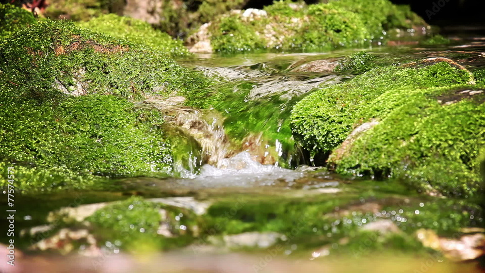 Still shot of river rapids in woods with reflection in green color Still shot of river rapids in woods with reflection in green color