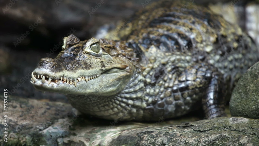 Shot of a crocodile standing still with changing focus Shot of a crocodile standing still with changing focus