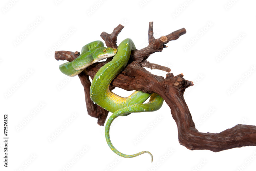 Obraz premium Green tree python, chondros isolated on white