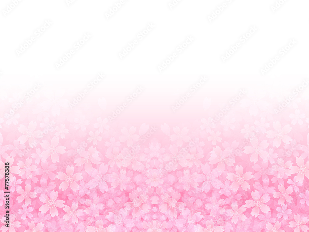 桜 花 背景 桜 花 背景