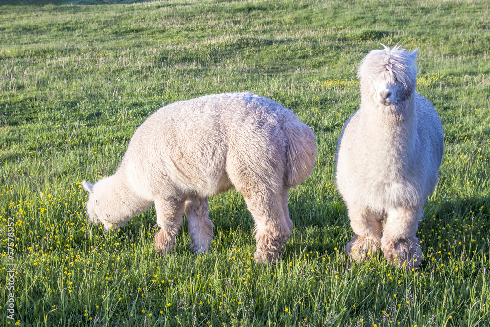 Fototapeta premium alpaca portrait