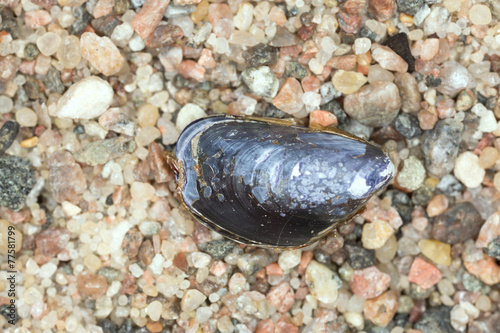 Obraz na plátne Blue mussel, Mytilus edulis on rocks