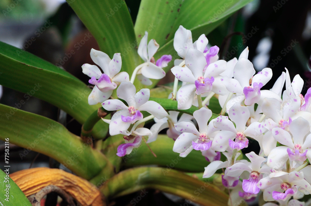 Obraz premium White orchid in a pot tropical Thailand.
