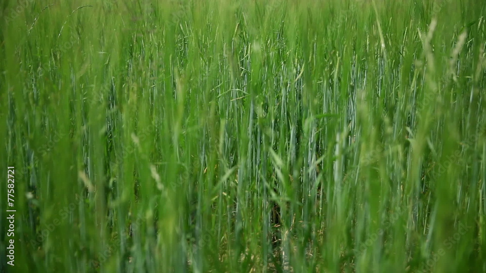 Sliding through green grass Sliding through green grass