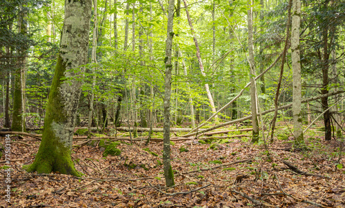Natural deciduous forest in Sweden, important habitat