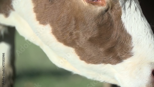 Wallpaper Mural Close shot of cow's head
 Torontodigital.ca