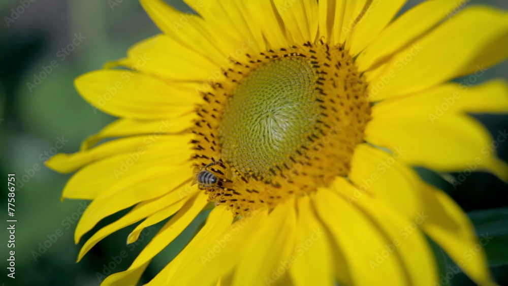 Bee walking around flower head gathering pollen Bee walking around flower head gathering pollen