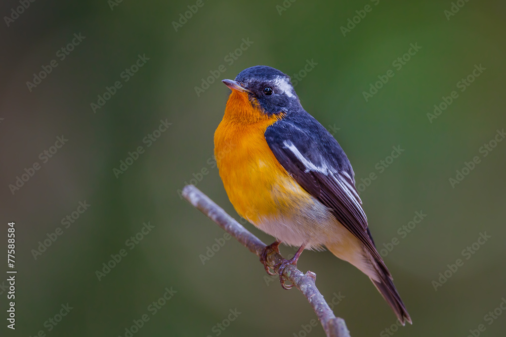 custom made wallpaper toronto digitalClose up of Mugimaki flycatcher (Ficedula mugimaki) in nature