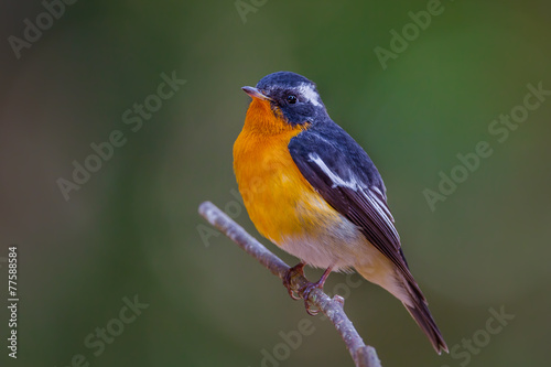 Close up of Mugimaki flycatcher (Ficedula mugimaki) in nature