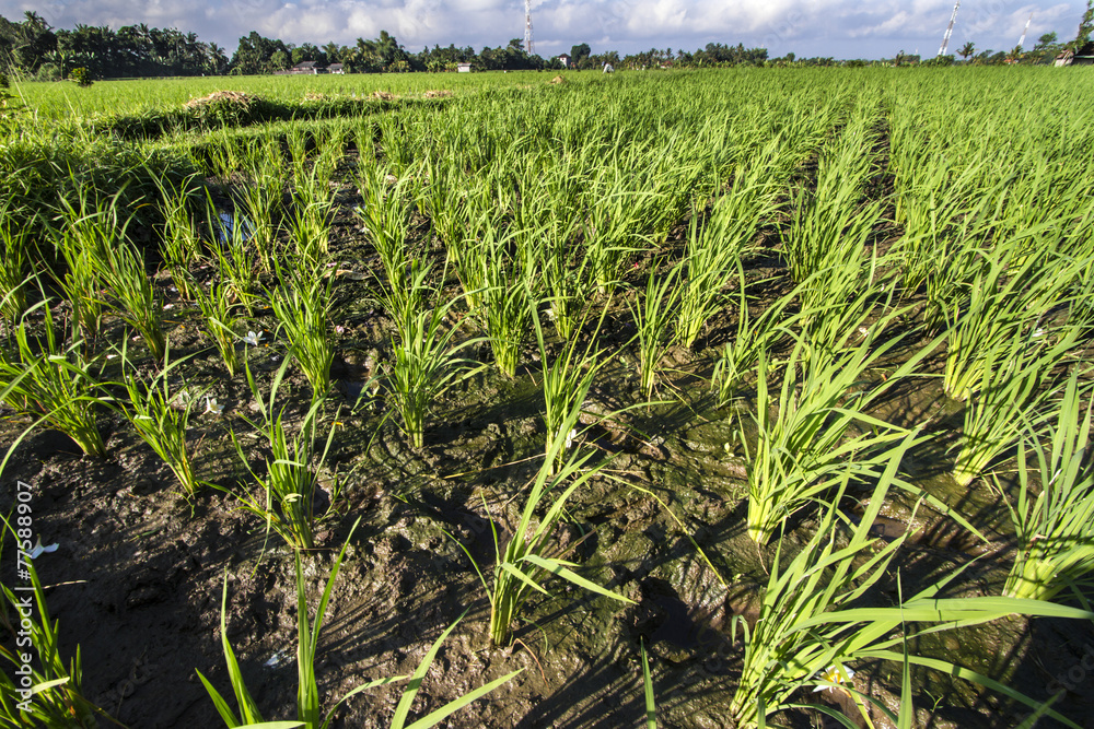 Rice Planting Rice Planting