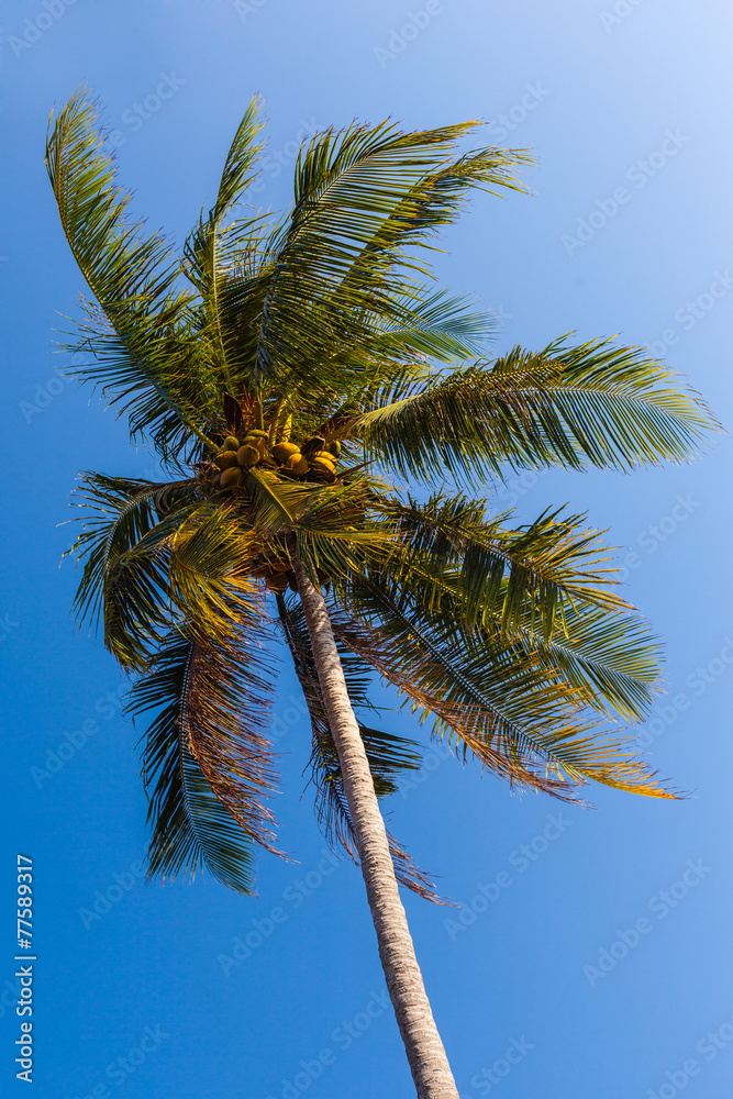 Tropical Palm tree