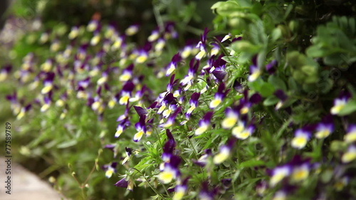Wallpaper Mural Close up of child's hand tearing flowers Torontodigital.ca
