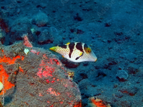 Boxfish, Island Bali, Tulamben