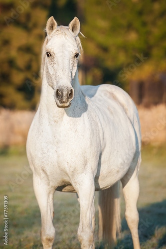White horse on the pasture