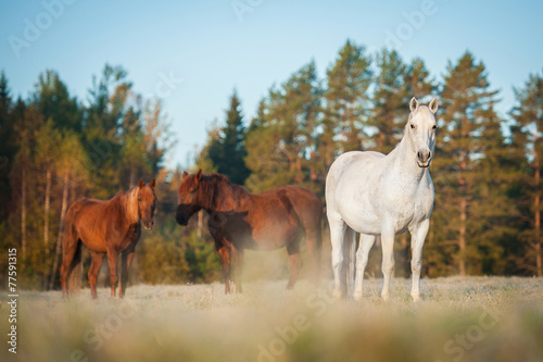 Herd of horses on the pasture in the morning in autumn