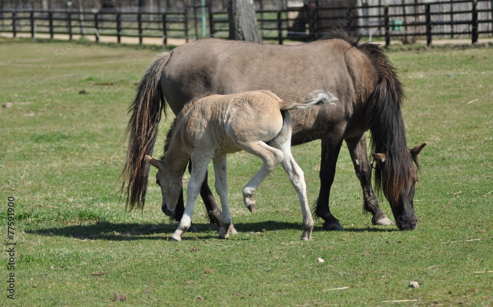 Horses on pasture. Mare with foal. Adolescence Horses on pasture. Mare with foal. Adolescence
