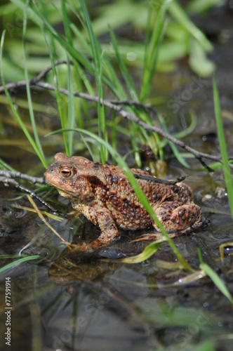 Toad, frog in the water. Amphibian.