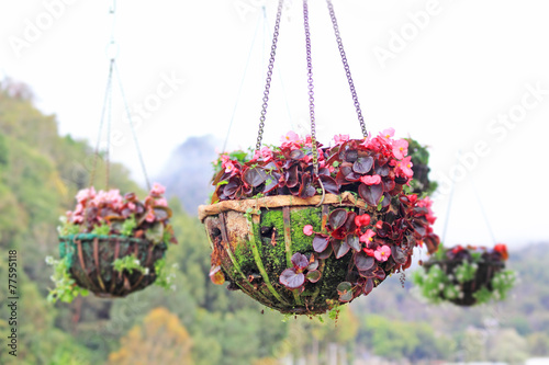 Fototapeta Naklejka Na Ścianę i Meble -  Multicolor flower hanging