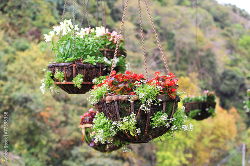 Fototapeta Naklejka Na Ścianę i Meble -  Multicolor flower hanging