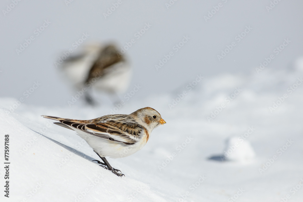 Fototapeta premium Zigolo delle nevi 4