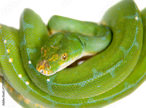 Green tree python, chondros isolated on white