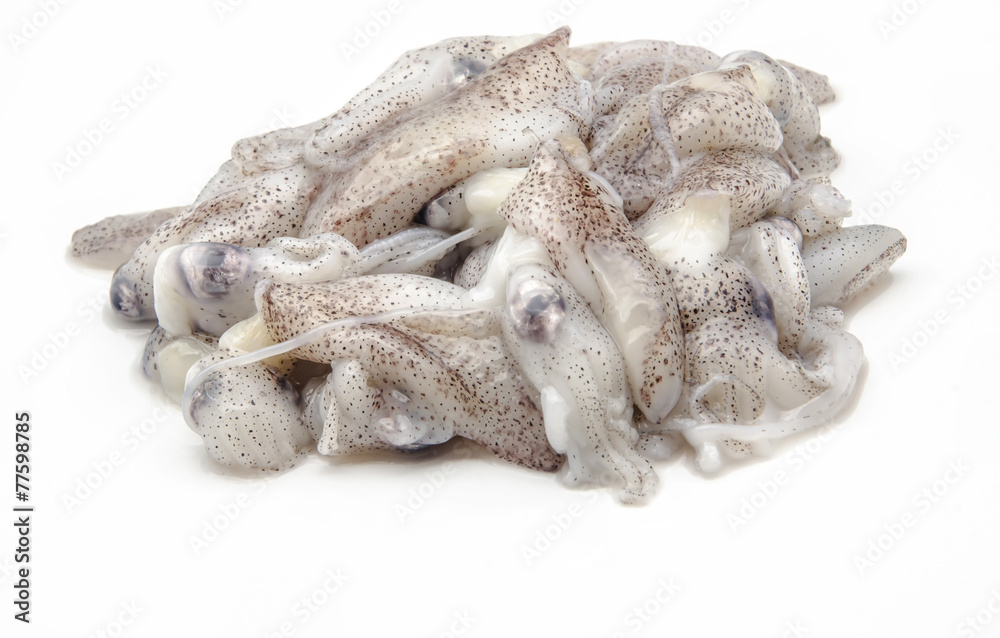fresh squid fresh squid