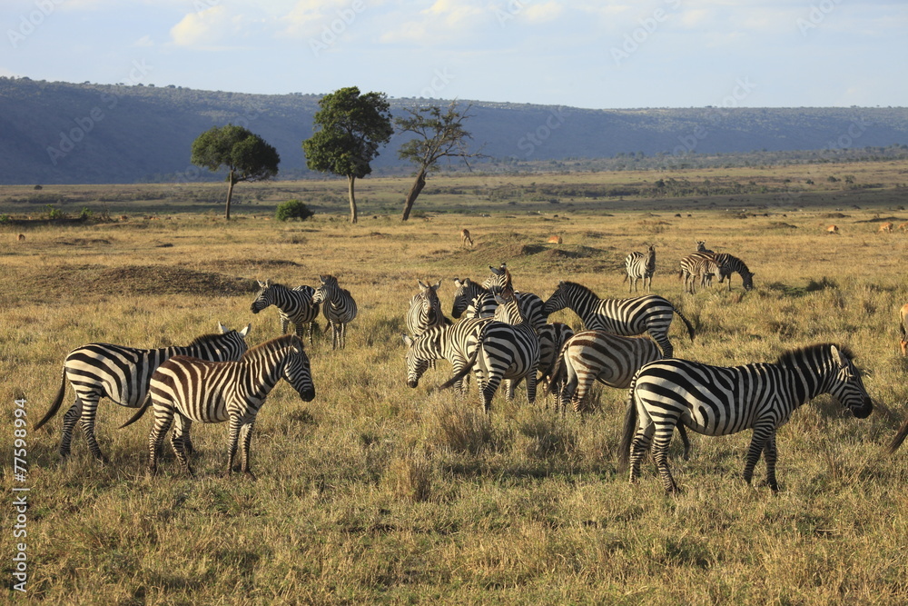 Naklejka premium Zebre,parco Masai Mara