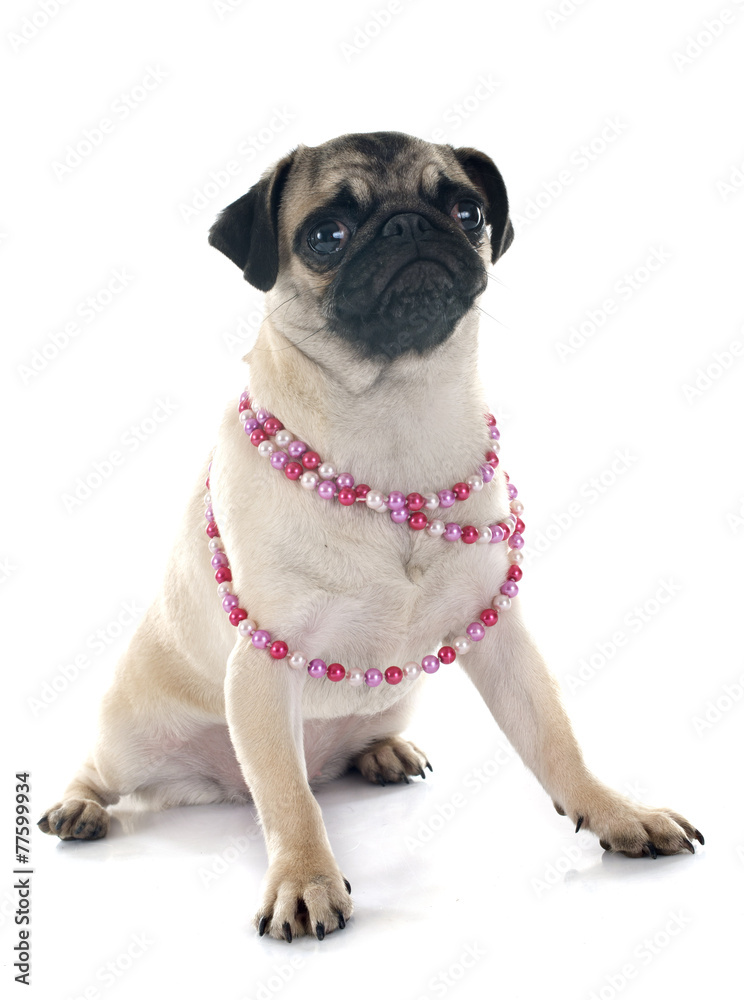 Fototapeta premium puppy pug