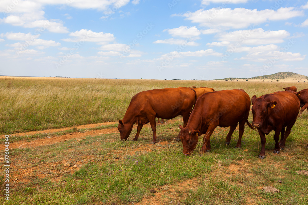 Cattle grazing in the veld