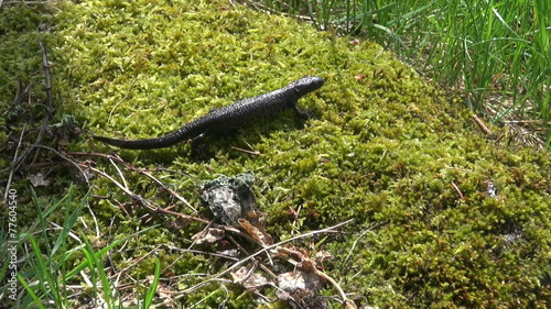 Great Crested Newt (Triturus cristatus) on moss in spring
