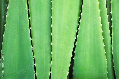 Aloe leaves background