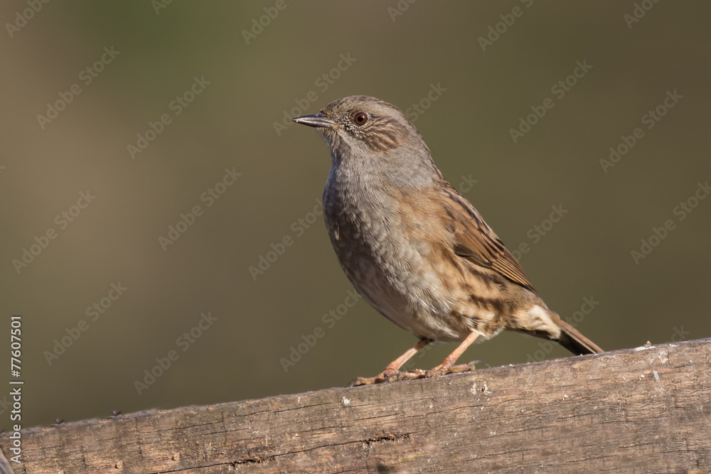 Dunnock, hedge sparrow portrait Dunnock, hedge sparrow portrait