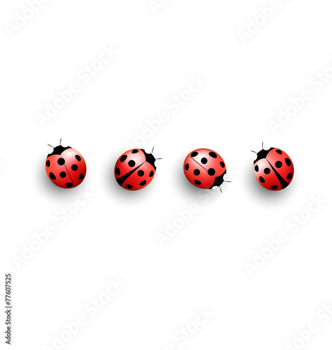 Four lady bugs isolated on white background