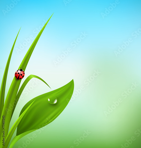 Green grass, plantain and ladybug on blue sky. Floral nature spr