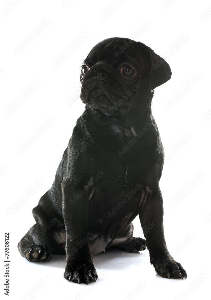 puppy pug puppy pug