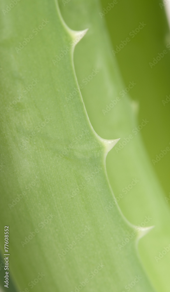 Aloe leaf edge Aloe leaf edge