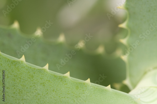 Aloe leaf edge